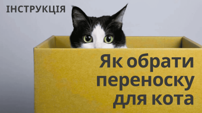 Як вибрати переноску для кота: повний гід по видах та розмірах
