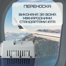  Контейнер Для Авиа Перевозок Животных 50*31*34 см Переноска Для Кошек и Собак с Металлическими Креплениями и Дверью + Замок до 9 кг Gray